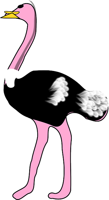 Free download Ostrich Bird Animal - Free vector graphic on Pixabay free illustration to be edited with GIMP free online image editor