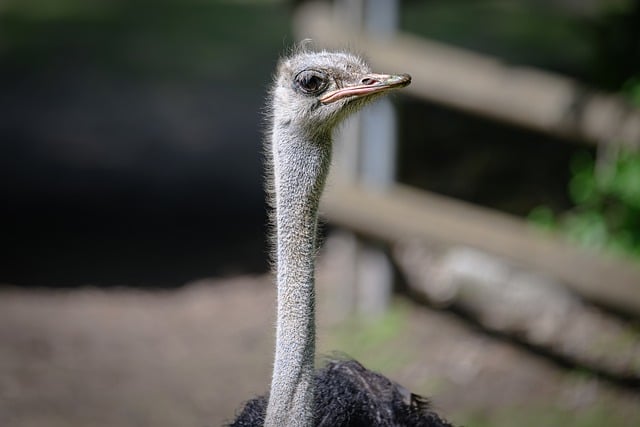 Free download ostrich bird beak eyes head free picture to be edited with GIMP free online image editor