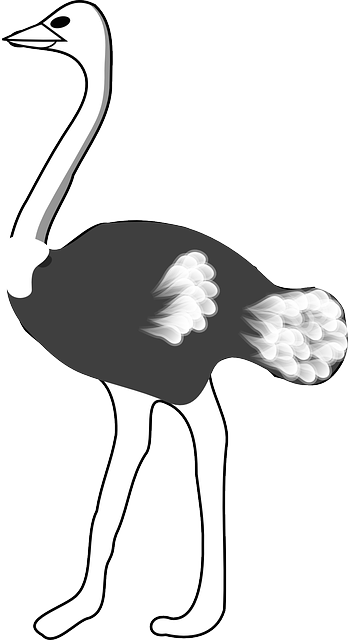 Free download Ostrich Black White - Free vector graphic on Pixabay free illustration to be edited with GIMP free online image editor