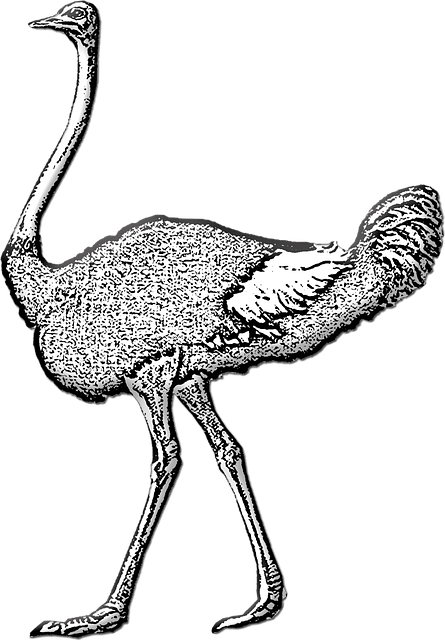 Free download Ostrich Wild Bird Large -  free illustration to be edited with GIMP free online image editor