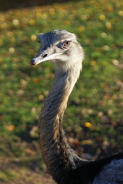 Free download ostrich zoo animal bird head emu free picture to be edited with GIMP free online image editor