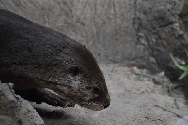 Free download otter animal mammal free picture to be edited with GIMP free online image editor