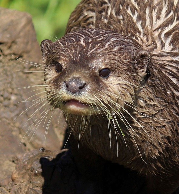 Free download otter animal mammal marine species free picture to be edited with GIMP free online image editor