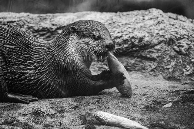 Free download otter eat black and white animal free picture to be edited with GIMP free online image editor