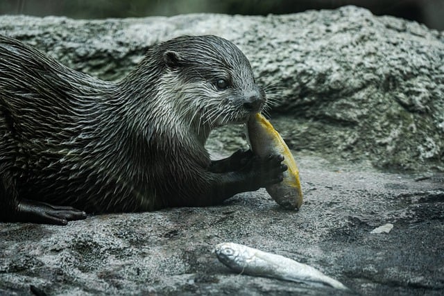 Free download otter eat mammal aquatic animal free picture to be edited with GIMP free online image editor