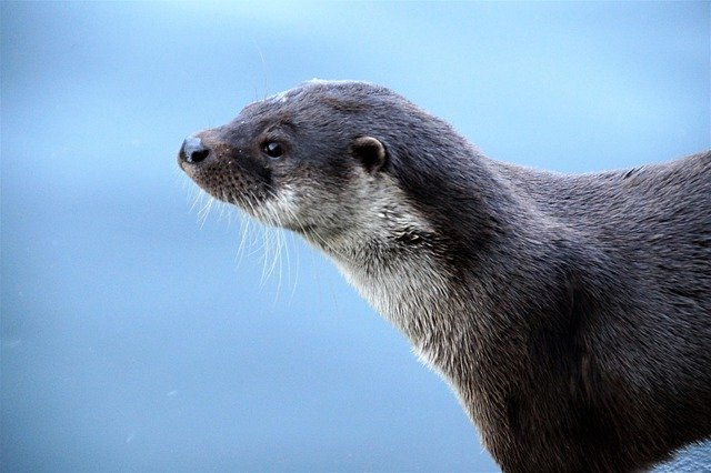 Free download Otter Fluvial Water -  free free photo or picture to be edited with GIMP online image editor