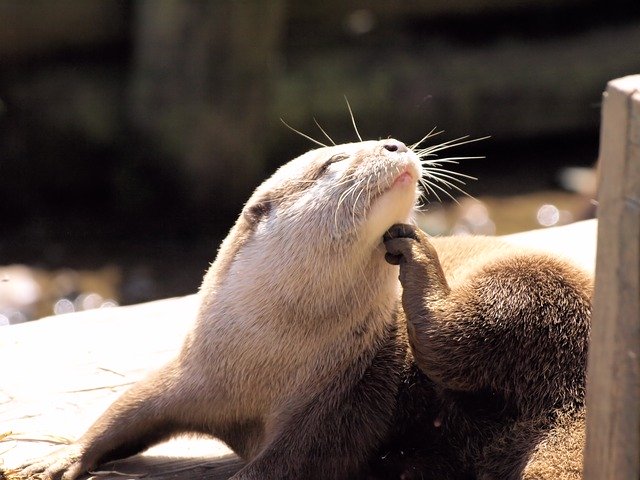 Free download Otter Grooming Animal -  free photo or picture to be edited with GIMP online image editor