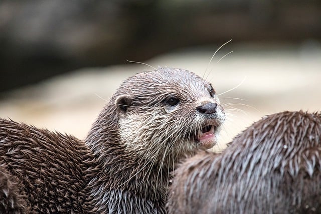 Free download otter mammal marten animal free picture to be edited with GIMP free online image editor