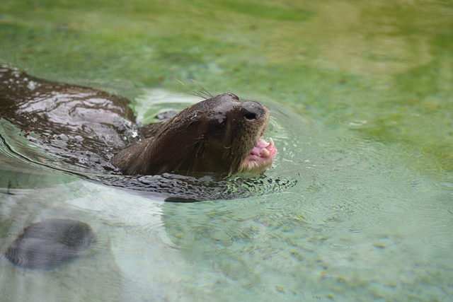 Free download otter river wildlife usa free picture to be edited with GIMP free online image editor