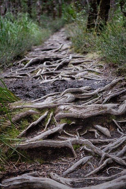 Free download Overland Track Tasmania National -  free photo or picture to be edited with GIMP online image editor