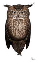 Free download Owl Art free photo or picture to be edited with GIMP online image editor