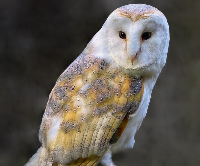 Free download owl barn owl bird raptor free picture to be edited with GIMP free online image editor