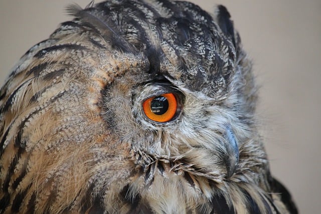 Free download owl bird animal wildlife eye beak free picture to be edited with GIMP free online image editor