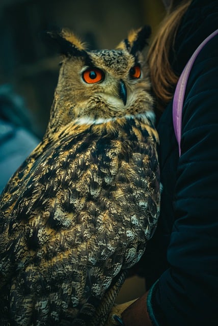 Free download owl bird plumage wing animal free picture to be edited with GIMP free online image editor