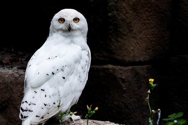 Free download owl bird snowy owl wildlife free picture to be edited with GIMP free online image editor