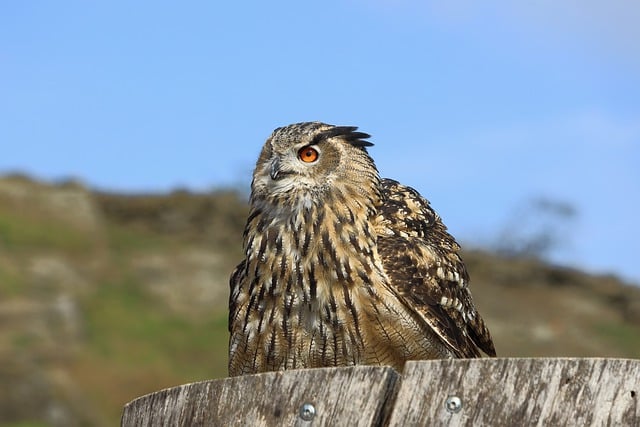 Free download owl birds of prey bird nocturnal free picture to be edited with GIMP free online image editor