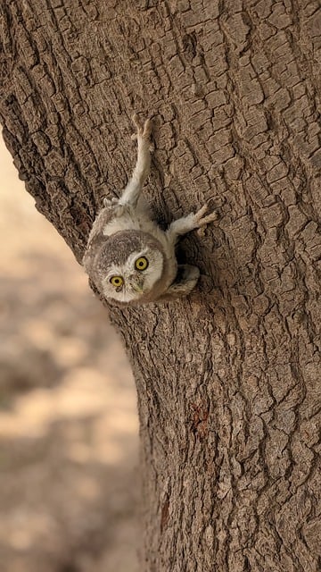 Free download owl bird wildlife eyes wild avian free picture to be edited with GIMP free online image editor