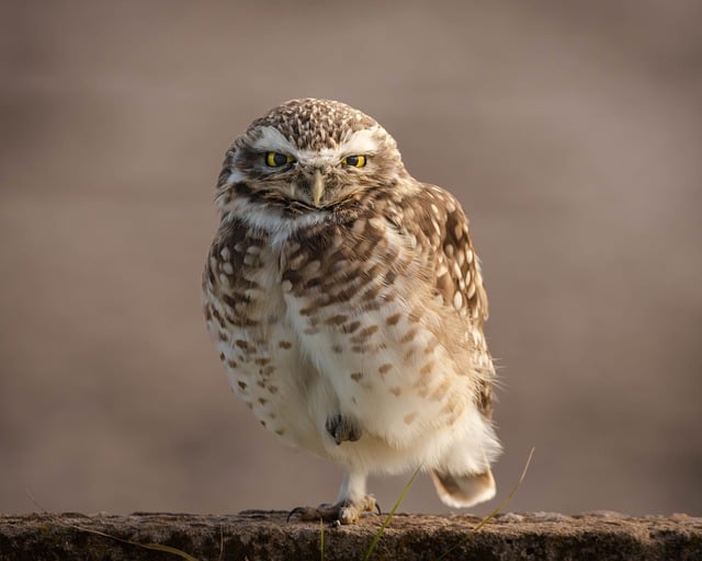 Free download owl burrowing owl wild birds free picture to be edited with GIMP free online image editor