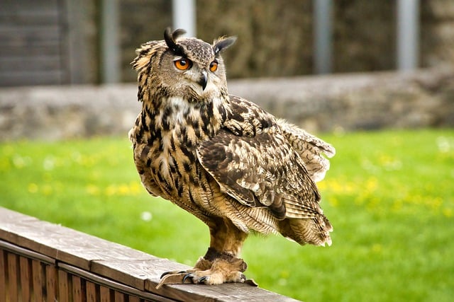 Free download owl eurasian eagle owl bubo bubo free picture to be edited with GIMP free online image editor