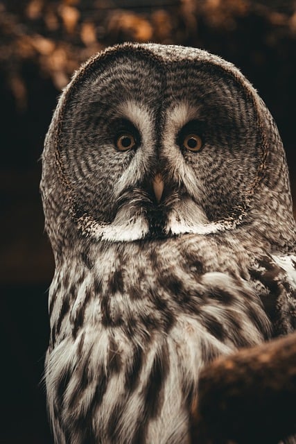 Free download owl great grey owl old bird of prey free picture to be edited with GIMP free online image editor