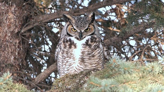 Free download Owl Great Horned Nature -  free photo or picture to be edited with GIMP online image editor