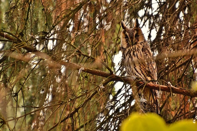 Free download owl long eared owl bird free picture to be edited with GIMP free online image editor