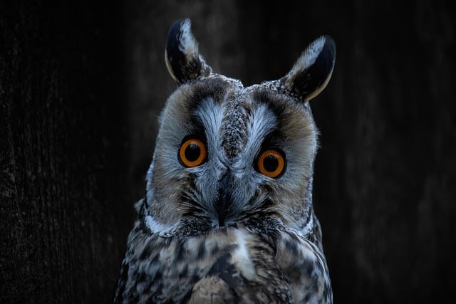 Free download owl long eared owl bird of prey free picture to be edited with GIMP free online image editor