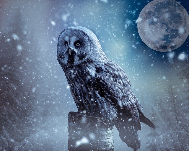 Free download Owl Moon Atmosphere -  free photo or picture to be edited with GIMP online image editor