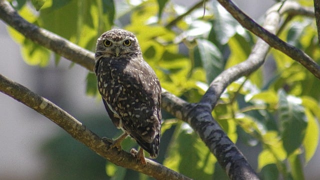 Free download owl plumage bird hole urban free picture to be edited with GIMP free online image editor