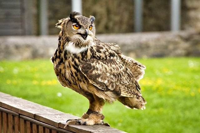 Free download owl raptor bird of prey animal free picture to be edited with GIMP free online image editor