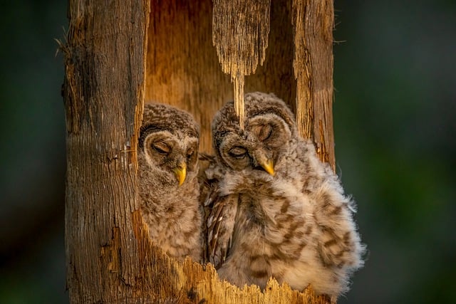 Free download owls owlets birds couple tree free picture to be edited with GIMP free online image editor