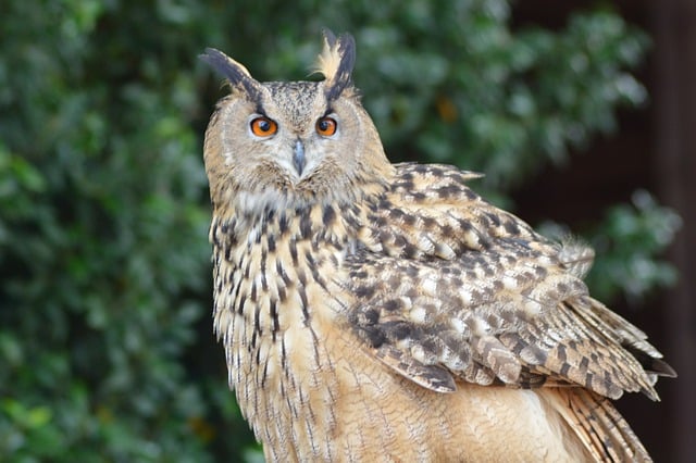 Free download owl zoo bird wildlife nature free picture to be edited with GIMP free online image editor