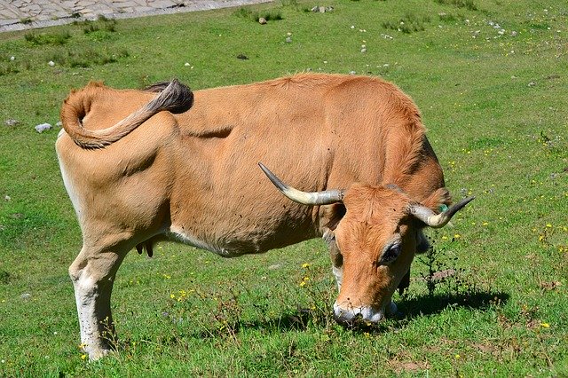 Free download Ox Animal Livestock -  free photo or picture to be edited with GIMP online image editor