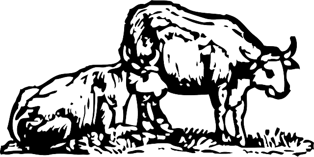 Free download Ox Bull Farm - Free vector graphic on Pixabay free illustration to be edited with GIMP free online image editor