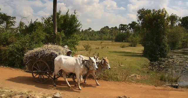 Free download ox cart harvest rice farmer simple free picture to be edited with GIMP free online image editor