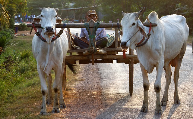 Free download ox drawn cart battambang cambodia free picture to be edited with GIMP free online image editor