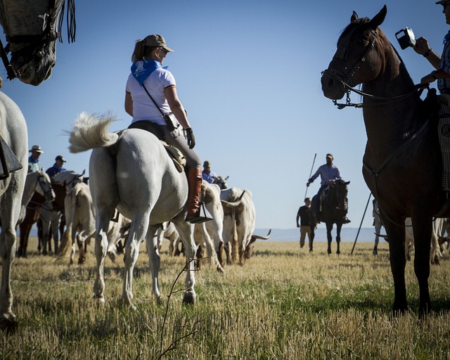 Free download oxen horses running of the bulls free picture to be edited with GIMP free online image editor