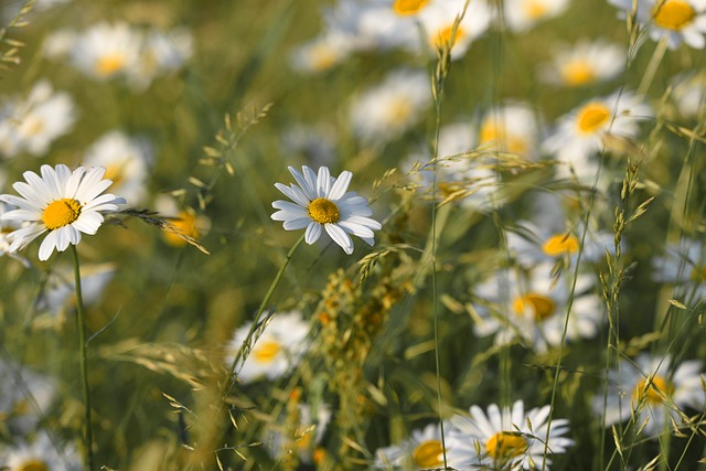 Free download ox eye daisy daisy flower blossom free picture to be edited with GIMP free online image editor