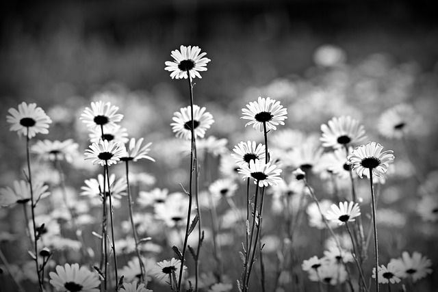 Free download ox eye daisy flower plant garden free picture to be edited with GIMP free online image editor