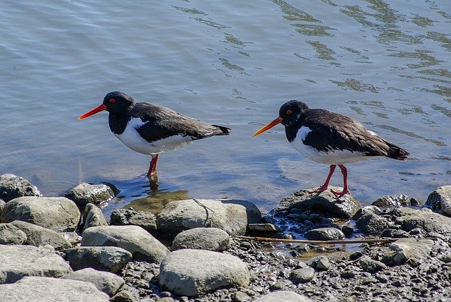 Free download Oystercatcher Beach Water -  free photo or picture to be edited with GIMP online image editor