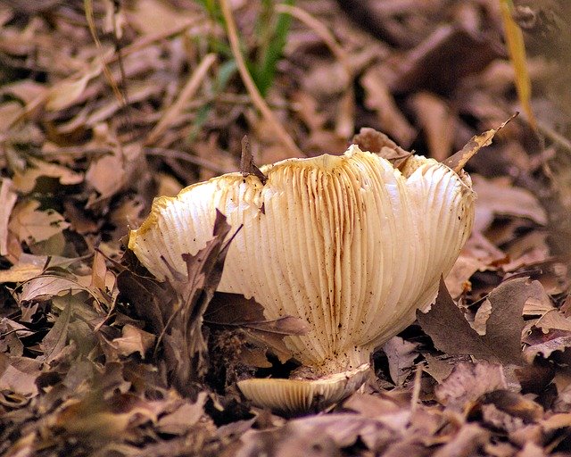 Free download Oyster Mushroom In Texas -  free photo or picture to be edited with GIMP online image editor