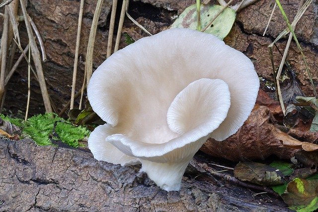 Free download Oyster-Mushroom White Fungi -  free photo or picture to be edited with GIMP online image editor