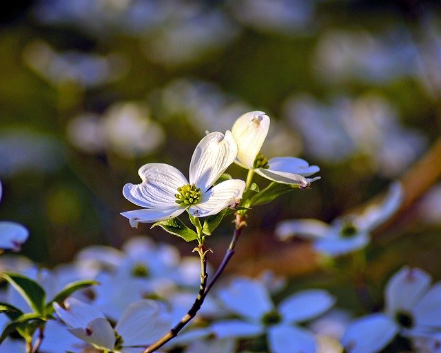 Free download Ozarks Dogwood Blossoms -  free photo or picture to be edited with GIMP online image editor