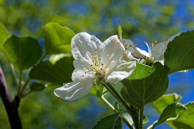 Free download Ozark Spring Apple Blossoms -  free photo or picture to be edited with GIMP online image editor