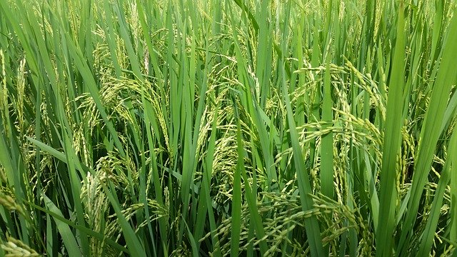 Free download Paddy Field Green -  free photo or picture to be edited with GIMP online image editor