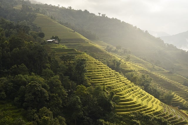 Free download paddy field rice terraces vietnam free picture to be edited with GIMP free online image editor