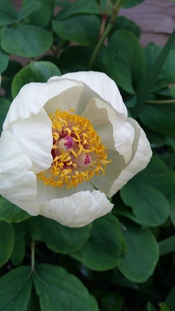 Free download Paeonia Mlokosewitschii Flower -  free photo or picture to be edited with GIMP online image editor