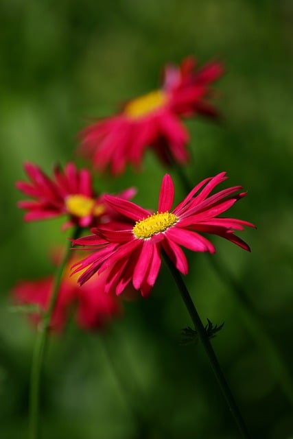 Free download painted daisy flower flora pink free picture to be edited with GIMP free online image editor