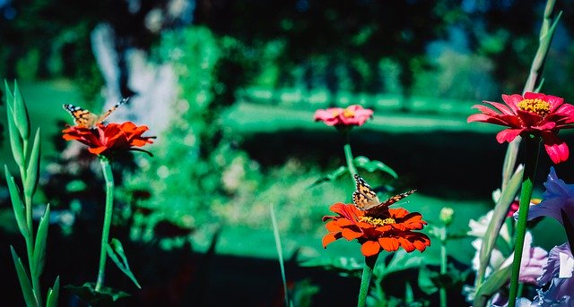 Free download Painted Lady Butterfly -  free photo or picture to be edited with GIMP online image editor