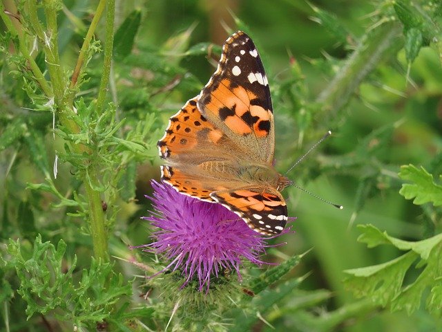 Free download Painted Lady Yburg -  free photo or picture to be edited with GIMP online image editor